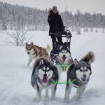 conduire son traîneau à chiens en Laponie dans la neige