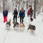 cani randonnée avec nos huskies en laponie