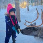 enfant qui nourri un renne en laponie