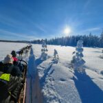 traineau avec nos huskies en laponie